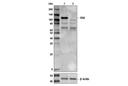 FAK Antibody
