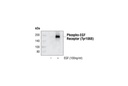Phospho-EGF Receptor (Tyr1068) Antibody