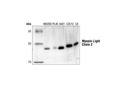 Myosin Light Chain 2 Antibody