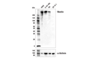 Nestin (10C2) Mouse mAb