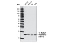 Tri-Methyl-Histone H3 (Lys27) (C36B11) Rabbit mAb