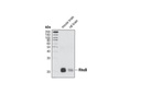 Rho-GTPase Antibody Sampler Kit
