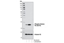 Phospho-Histone H3 (Ser10) (D2C8) XP Rabbit mAb