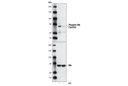 Phospho-Btk (Tyr223) Antibody