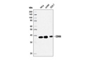 CDK6 (D4S8S) Rabbit mAb