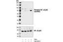 Phospho-NF-κB p65 (Ser468) Antibody
