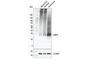 AQP4 (D1F8E) XP Rabbit mAb