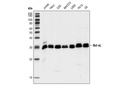 Bcl-xL (54H6) Rabbit mAb