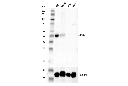 Pax6 (D3A9V) XP Rabbit mAb