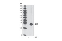 GFP (D5.1) Rabbit mAb