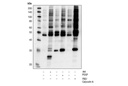Phospho-Akt Substrate (RXXS*/T*) (110B7E) Rabbit mAb