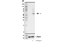XBP-1s (E8C2Z) Mouse mAb