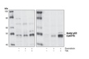Acetyl-p53 (Lys379) Antibody