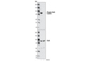 Phospho-Stat5 (Tyr694) (C71E5) Rabbit mAb