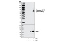 Phospho-IRF-7 (Ser471/472) Antibody