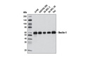 Beclin-1 (2A4) Mouse mAb