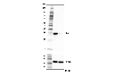 HO-1 (E9H3A) Rabbit mAb (Mouse Specific)