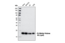 Di-Methyl-Histone H3 (Lys4) (C64G9) Rabbit mAb