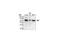 AIF Antibody