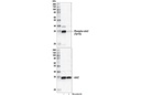 Phospho-cdc2 (Tyr15) (10A11) Rabbit mAb