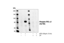 Phospho-FRS2-α (Tyr196) Antibody