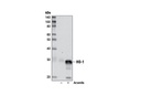 HO-1 (D60G11) Rabbit mAb