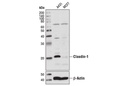 Claudin-1 (D5H1D) XP Rabbit mAb