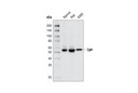 Lyn (C13F9) Rabbit mAb