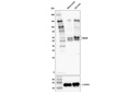NeuN (E4M5P) Mouse mAb