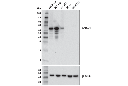 SMAD4 (D3R4N) XP Rabbit mAb