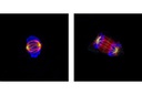 Phospho-Histone H3 (Ser10) (D2C8) XP Rabbit mAb (Alexa Fluor 647 Conjugate)