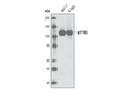 PI3 Kinase p110β (C33D4) Rabbit mAb