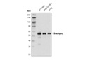 Brachyury (D2Z3J) Rabbit mAb