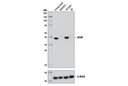 GFAP (D1F4Q) XP Rabbit mAb