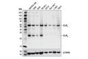 FLIP (D5J1E) Rabbit mAb