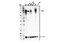 CD19 (D4V4B) XP Rabbit mAb