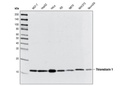 Shc Antibody