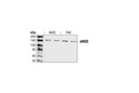 eNOS Antibody