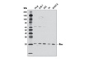 Ras (D2C1) Rabbit mAb