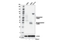TREM2 (E6T1P) Rabbit mAb (Amino-terminal Antigen Mouse Specific)