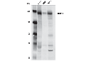 DOT1L (D1W4Z) Rabbit mAb