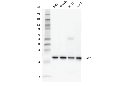 Rab7 (E9O7E) Mouse mAb