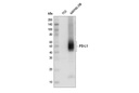PD-L1 (E1L3N) XP Rabbit mAb (HRP Conjugate)