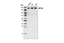 AS160 (C69A7) Rabbit mAb