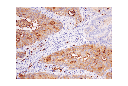 CD15/SSEA1 (MC480) Mouse mAb