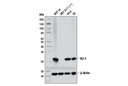 DJ-1 (D29E5) XP Rabbit mAb