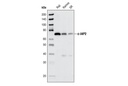 c-IAP2 (58C7) Rabbit mAb