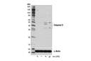 Caspase-5 (D3G4W) Rabbit mAb