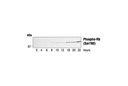 Phospho-Rb (Ser780) Antibody