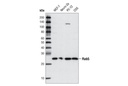 Rab5 (C8B1) Rabbit mAb